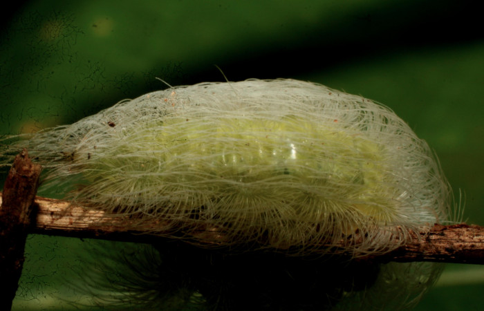 Figura 4. Larvitas de <i>Hyphilaria thasus</i> (Riodinidae), en último estadío (U) mostrando vista lateral, localidad Bullas Estación Quica, Sector Pitilla ACG (440m). Voucher: 10-SRNP-70742-DHJ469117.jpg.