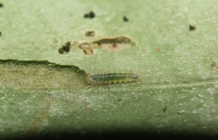 Figura 2. Larvitas de <i>Hyphilaria thasus</i> (Riodinidae), en tercer estadío (PPU) mostrando vista dorsal, localidad Pasmompa, Sector Pitilla ACG (440m). Voucher: 18-SRNP-71389-DHJ742741.jpg.