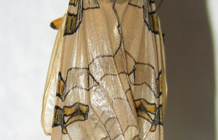 Figura 15. Detalle del adulto, <i>Halysidota orientalis </i>(Erebidae). (06-SRNP-7940-DHJ360949).