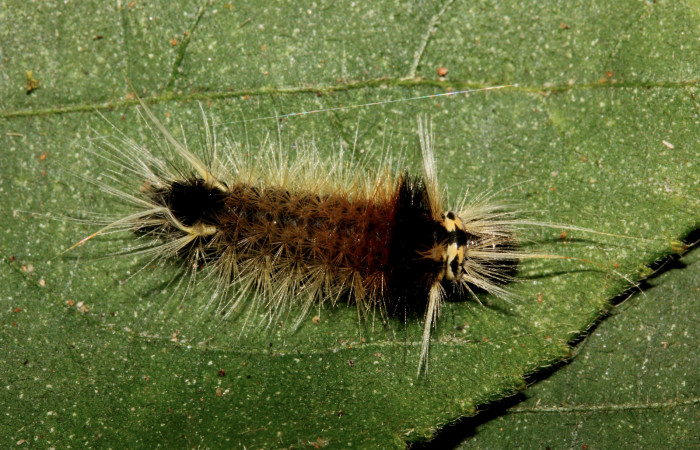 Figura 3. Detalle dorsal en tercer estadíos, <i>Halysidota orientalis</i> (Erebidae). (19-SRNP-26464-DHJ761211). 