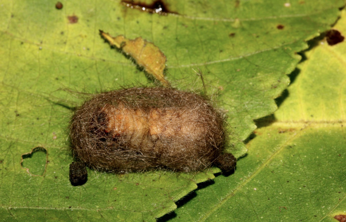 Figura 9. Detalle de prepupa, <i>Halysidota orientalis</i> (Erebidae). (19-SRNP-26472-DHJ761241).