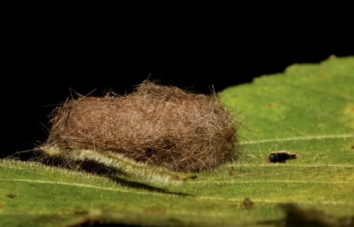 Figura 10. Detalle de prepupa, <i>Halysidota orientalis</i> (Erebidae). (19-SRNP-26472-DHJ761245).