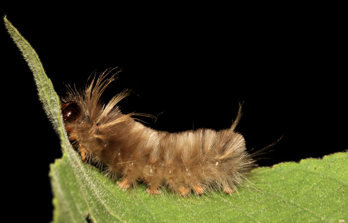 Figura 5. Detalle de alimentación <i>Halysidota orientalis</i> (Erebidae). (19-SRNP-26504-DHJ761253).