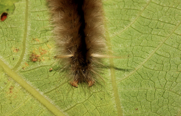 Figura 8. Detalle de extremo, <i>Halysidota orientalis</i> (Erebidae). (19-SRNP-26504-DHJ761254).