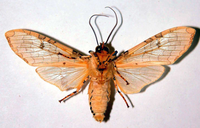 Figura 13. Detalle ventral, <i>Halysidota orientalis</i> (Erebidae). (81-SRNP-142-DHJ39063).