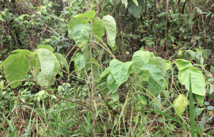 Fig 1. Unas de las planta hospedera donde se alimenta <i>Halysidota orientalis</i> (Erebidae). <i>Acalypha macrostachya</i> (Euphorbiaceae).