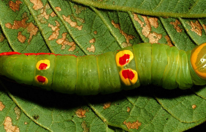 Figura 5.  Larva de <i>Hemiceras conspirata</i> vista lateral en último estadio.  (00-SRNP-12189-DHJ55131).