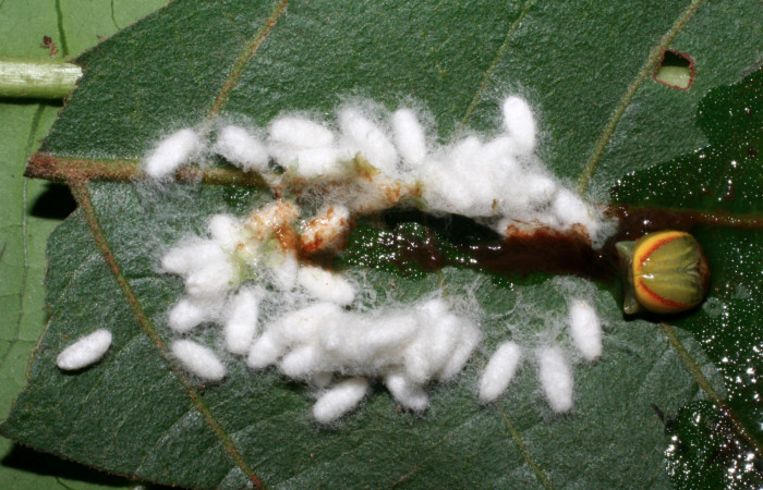 Figura 13.  Capullos de Braconidae, <i>Parapanteles</i> Valerio01,
parásito que ataca a la larva <i>Hemiceras conspirata</i>. (05-SRNP-2568-DHJ402407).