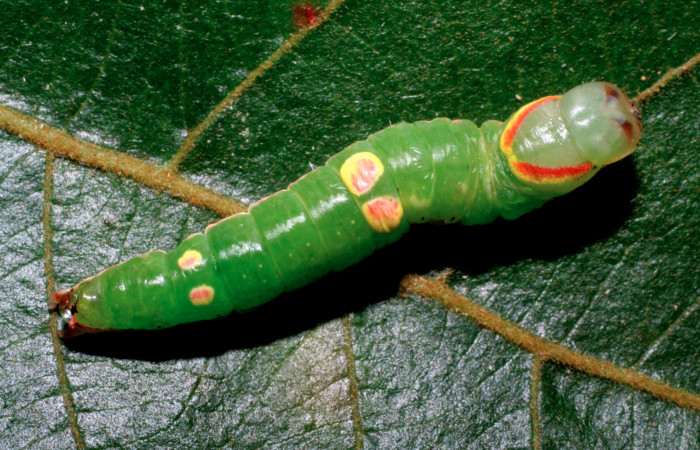 Figura 8.  Larva de <i>Hemiceras</i> conspirataDHJ02 vista dorsal en último estadio.  (07-SRNP-33338-DHJ430443).