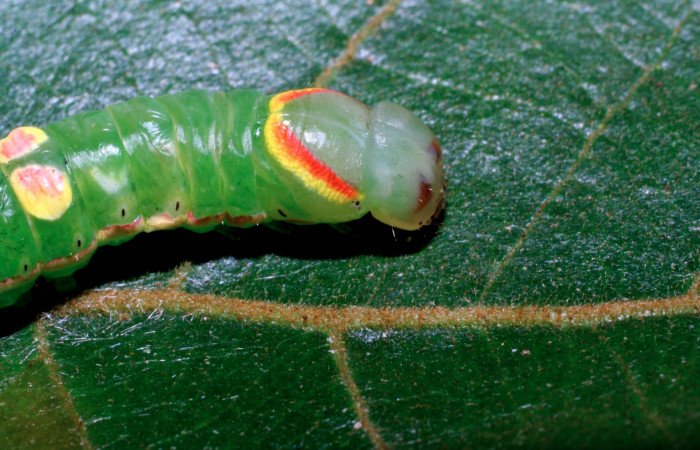 Figura 9.  Larva de <i>Hemiceras</i> conspirataDHJ02 vista lateral en último estadio.  (07-SRNP-33338-DHJ430445).