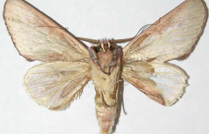 Figura 17.  Adulto de <i>Hemiceras</i> conspirataDHJ01, vista ventral. (07-SRNP-4009-DHJ386507).