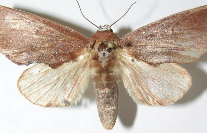 Figura 18.  Adulto de <i>Hemiceras</i> conspirataDHJ01, vista lateral. (07-SRNP-4121-DHJ386402).