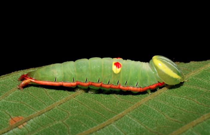 Figura 7.  Larva de <i>Hemiceras</i> conspirataDHJ01 vista lateral en último estadio.  (07-SRNP-4209-DHJ429942).