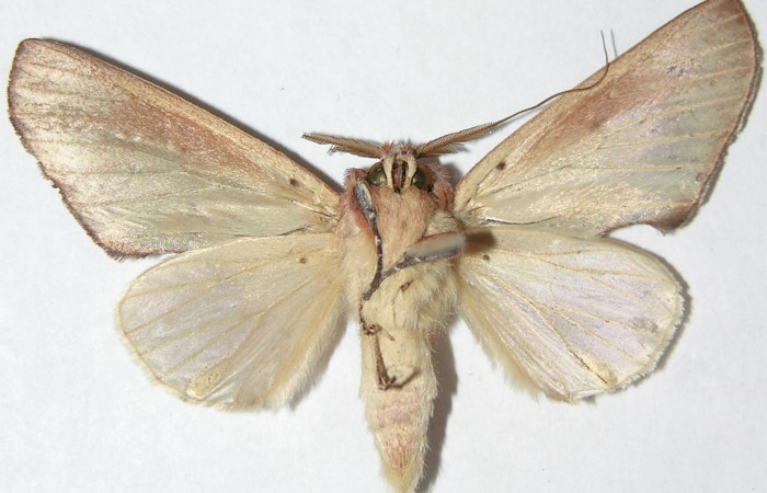 Figura 20.  Adulto de <i>Hemiceras</i> conspirataDHJ02, vista ventral. (07-SRNP-4548-DHJ386501).