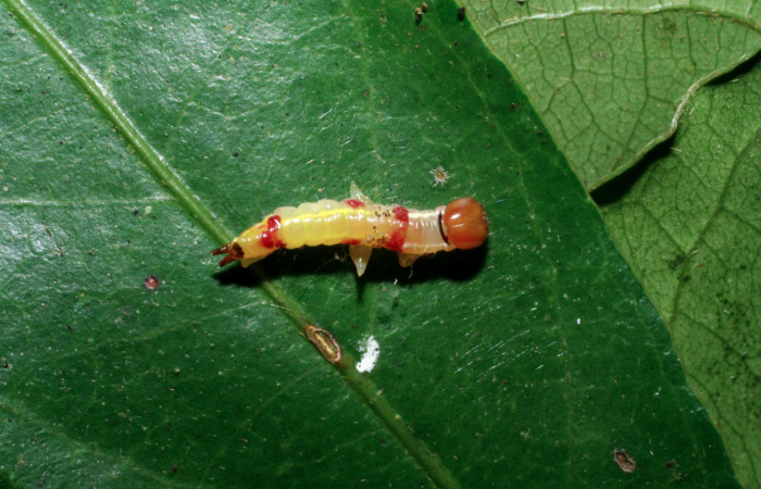 Figura 16.  Larvitas <i>Euplectrus xiomarae</i>, parásito de familia (Eulophidae), encima de larva de <i>Hemiceras conspirata</i>. (07-SRNP-46365-DHJ431178).