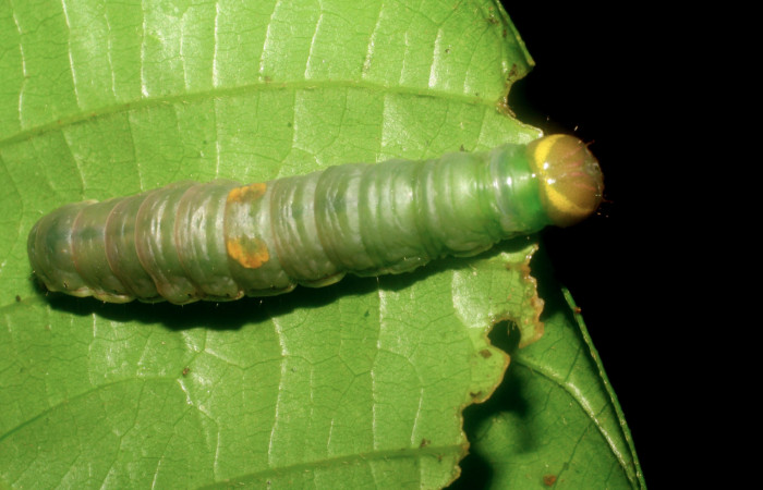 Figura 11.  Prepupa de </i>Hemiceras</i> conspirataDHJ02 vista dorsal.  (07-SRNP-5194-DHJ434075).