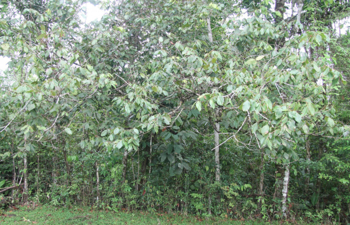 Figura 12. Planta hosperdera [I]Inga chocoensis[/I] donde alimenta <i>Hemiceras</i> conspirataDHJ02. Estación Biológica Botarrama. Foto Keiner Aragon,11/Junio/2019