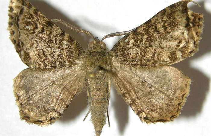 Fig. 11. Adulto <i>Pherotesia minuisca</i>, posición dorsal. Area de Conservación Guanacaste, Sector Cacao, Sendero Arenales, elevación 1080 m.s.n.m.  (07-SRNP-35956-DHJ383050).