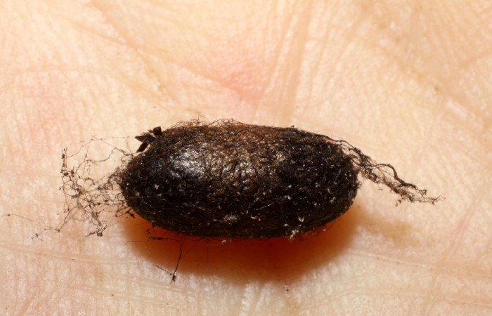 Fig. 16. Capullo de avispa de la familia Ichneumonidae <i>Dusona</i> NR-2, parásito de larva <i>Pherotesia minuisca</i>. Area de Conservación Guanacaste, Sector Cacao, Sendero Toma Agua, elevación 1140 m.s.n.m.  (09-SRNP-35453-DHJ470091.jpg).