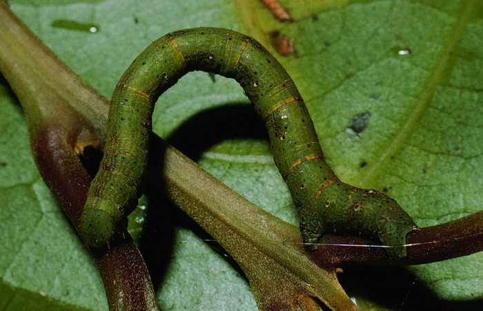 Fig. 6. Larva U estadío <i>Pherotesia minuisca</i>, posición lateral. Area de Conservación Guanacaste, Sector Cacao, Sendero Maritza, elevación 760 m.s.n.m.  (99-SRNP-263-DHJ50084).