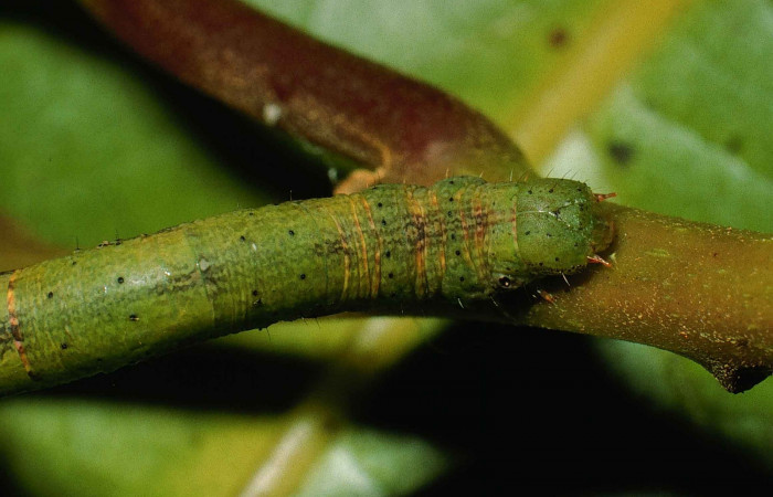 Fig. 7. Larva U estadío <i>Pherotesia minuisca</i>, posición frontal. Area de Conservación Guanacaste, Sector Cacao, Sendero Maritza, elevación 760 m.s.n.m.  (99-SRNP-263-DHJ50085).