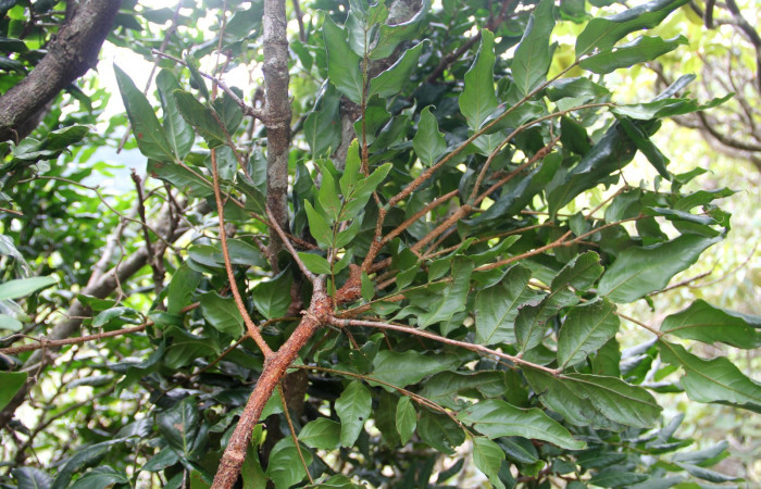 Fig. 18. Planta que come <i>Pherotesia minuisca</i>, Familia, Fabaceae, <i>Zygia palmana</i>, posición envés, (parte de abajo).  Area de Conservación Guanacaste, Sector Cacao, Cerro Pedegral, elevación 1080 m.s.n.m. (Foto Harry.Ramirez Jun. 2019).