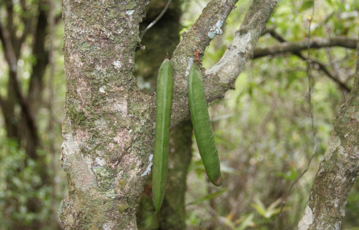 Fig. 19. Planta que come <i>Pherotesia minuisca</i>, Familia, Fabaceae, <i>Zygia palmana</i>, frutos. Area de Conservación Guanacaste, Sector Cacao, Cerro Pedegral, elevación 1080 m.s.n.m. (Foto Harry.Ramirez Jun. 2019).