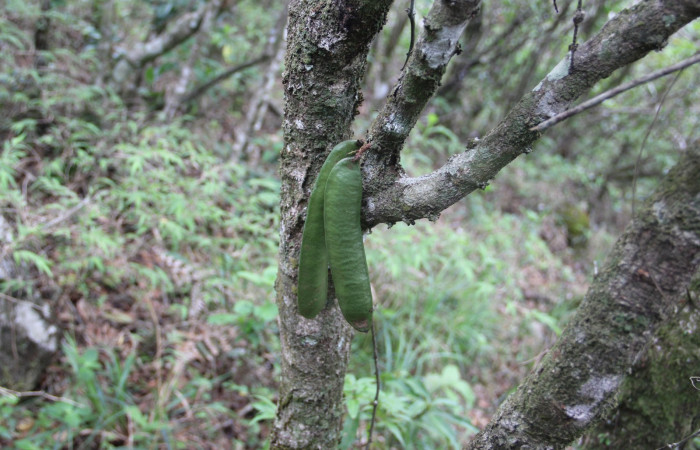 Fig. 20. Planta que come <i>Pherotesia minuisca</i>, Familia, Fabaceae, <i>Zygia palmana</i>, frutos. Area de Conservación Guanacaste, Sector Cacao, Cerro Pedegral, elevación 1080 m.s.n.m. (Foto Harry.Ramirez Jun. 2019).