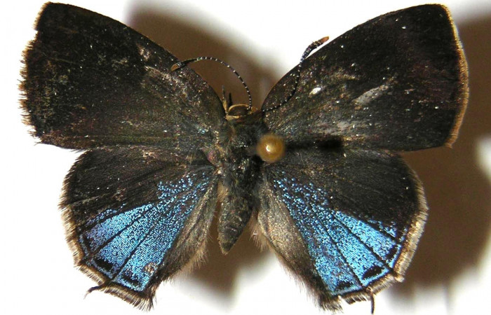 Fig. 10. Vista dorsal, adulto de <i>Ocaria</i> ocrisiaDHJ02  (Lycaenidae). Area de Conservación Guanacaste, Sector Cacao, Sendero Maritza, elevación 760mt. (02-SRNP-9468-DHJ362822).