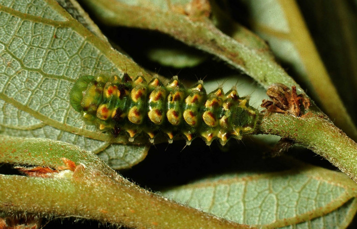 Fig. 2. Larva en último estadio de <i>Ocaria</i> ocrisiaDHJ02 (Lycaenidae). Area de Conservación Guanacaste, Sector Cacao, Sendero Maritza, elevación 1150mt. (02-SRNP-9468-DHJ66789.jpg).