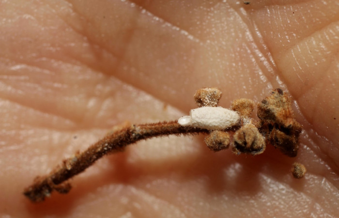 Fig. 14. Capullo de avispa ya eclosionado, que salió de larva en último estadio de <i>Ocaria ocrisia</i>. parasitada con capullo <i>Parapanteles</i> Whitfield84. Area de Conservación Guanacaste, Sector Cacao, Sendero a Maritza, elevación 1150mt. (10-SRNP-35204-DHJ802206.jpg)