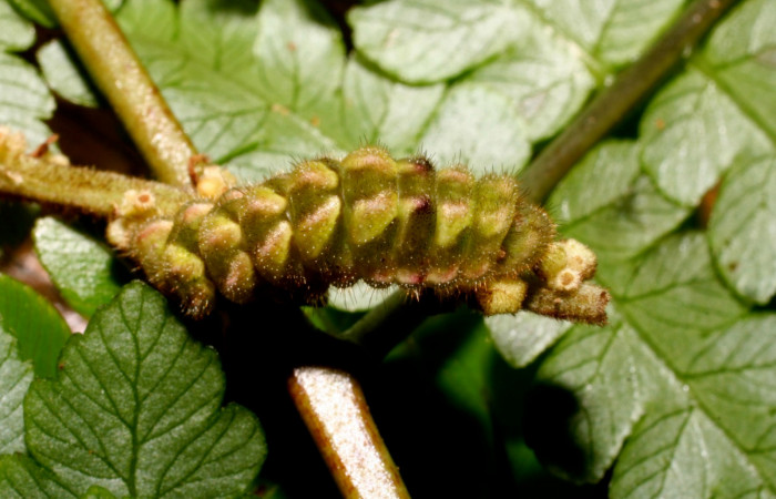 Fig. 4. Larva en último estadio de <i>Ocaria</i> ocrisiaDHJ02 (Lycaenidae). Area de Conservación Guanacaste, Sector Cacao, Sendero a Maritza, elevación 1150mt. (10-SRNP-35233-DHJ473684.jpg).