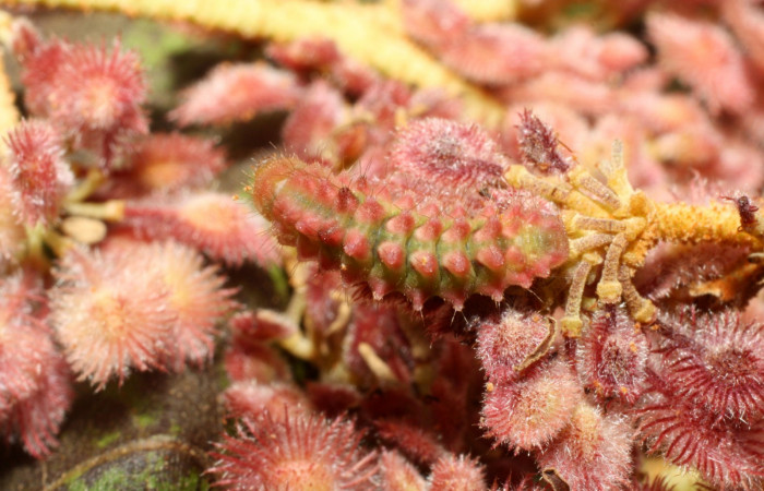 Fig. 6. Larva en último estadio de <i>Ocaria</i> ocrisiaDHJ02 (Lycaenidae). Area de Conservación Guanacaste, Sector Cacao, Sendero Nayo, elevación 1090mt. (14-SRNP-35122-DHJ490538.jpg).