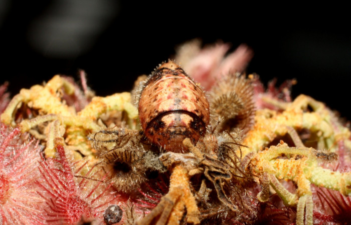 Fig. 8. Pupa de <i>Ocaria</i> ocrisiaDHJ02 (Lycaenidae). Area de Conservación Guanacaste, Sector Cacao, Sendero Nayo, elevación 1090mt. (14-SRNP-35122-DHJ490567.jpg).