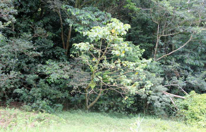 Fig. 15. Area de Conservación Guanacaste, Sector Cacao Sendero Nayo, elevación 1090mt planta hospedera de <i>Ocaria</i> ocrisiaDHJ02, <i>Heliocarpus appendiculatus</i> de la familia Malvaceae, foto27.JMP 04/29/2019
