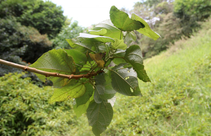 Fig. 16 Area de Conservación Guanacaste, Sector Cacao Sendero Nayo, elevación 1090mt planta hospedera de <i>Ocaria</i> ocrisiaDHJ02, <i>Heliocarpus appendiculatus</i> de la familia Malvaceae, foto28.JMP 04/29/2019