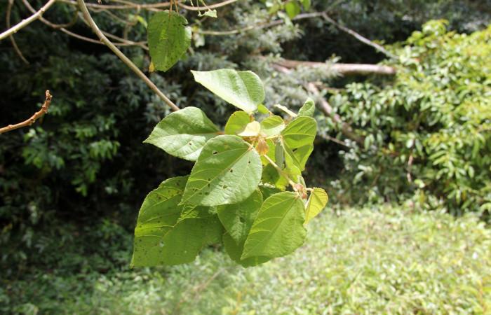 Fig. 17. Area de Conservación Guanacaste, Sector Cacao Sendero Nayo, elevación 1090mt planta hospedera de <i>Ocaria</i> ocrisiaDHJ02, <i>Heliocarpus appendiculatus</i> de la familia Malvaceae, foto29.JMP 04/29/2019