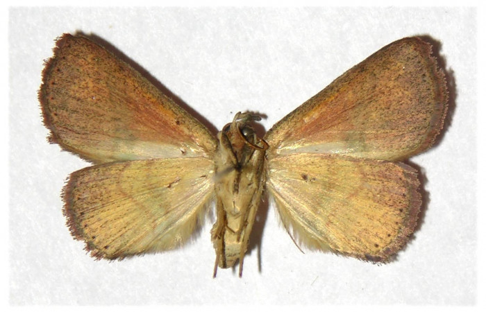 Fig.11 Adulto <i>Antiblemma incarnans,</i> ventral. macho. Voucher; 04-SRNP-56464-DHJ320227.jpg