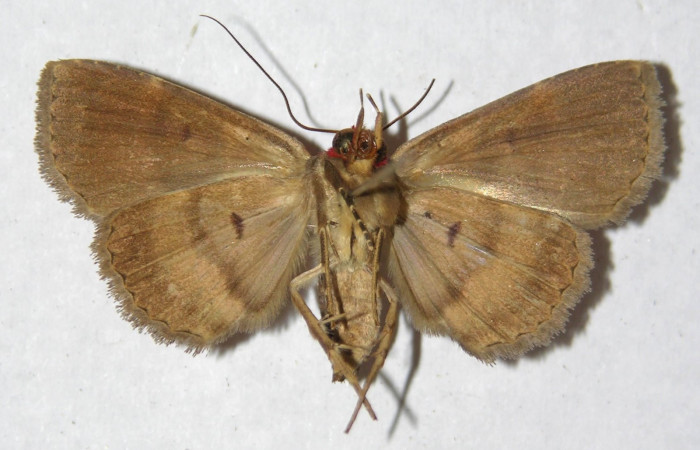 Fig.13 Adulto <i>Antiblemma phoenicopyra,</i> ventral. Voucher;  12-SRNP-70521-DHJ596821.jpg