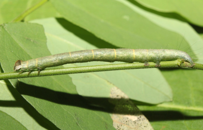 Fig.1 Larva <i>Antiblemma incarnans</i>  en penúltimo estadío mostrando la parte lateral.  Voucher: 17-SRNP-71433-DHJ738065.jpg