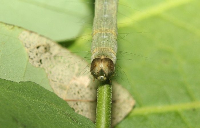 Fig .3  Larva <i>Antiblemma incarnans</i>  en último estadio mostrando parte frontal. Voucher: 17-SRNP-71433-DHJ738063.jpg