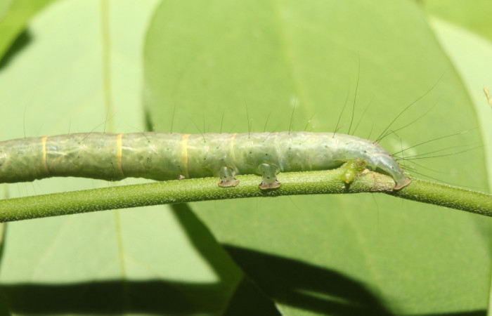 Fig. 5 Larva <i>Antiblemma incarnans</i>  en último estadio mostrando forma de pelos del cuerpo.  Voucher:  17-SRNP-71433-DHJ738061.jpg