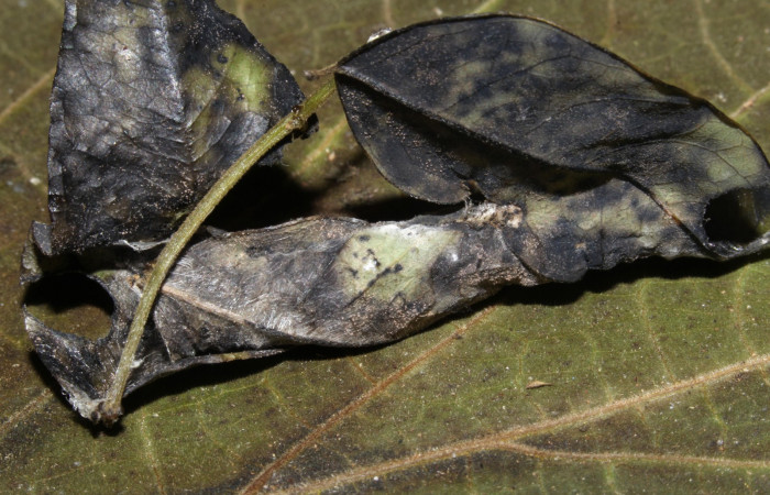 Fig. 6 Pupa <i>Antiblemma incarnans</i>  mostrando forma de capullo  Voucher: 19-SRNP-30661-DHJ764904.jpg