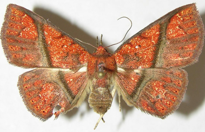 Fig.8 Adulto <i>Antiblemma incarnans</i>  dorsal. Hembra. Voucher: 08-SRNP-32366-DHJ397340.jpg