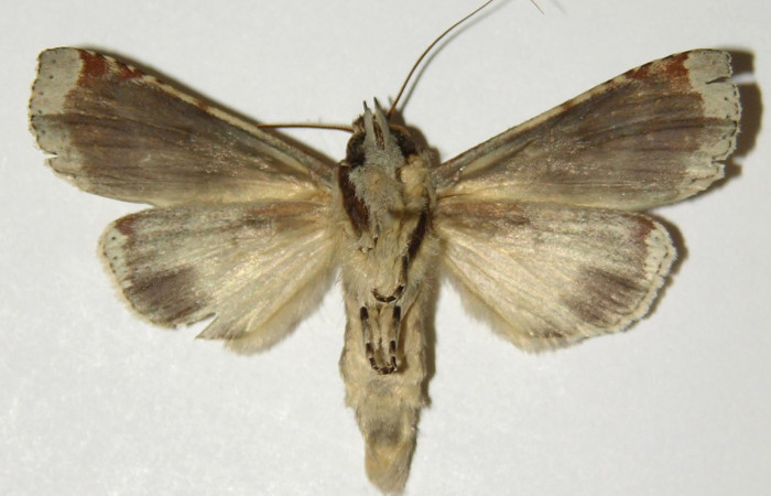 Figura 14. Adulto de <i>Calledema jocasta</i> (Notodontidae), macho vista ventral, localidad Puente Palma, Sector San Cristóbal (ACG) (460m). Voucher: 04-SRNP-3834-DHJ303143.jpg.