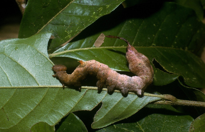 Figura 11. Larva <i>Calledema jocasta</i> (Notodontidae), en último estadío (U), vista lateral, localidad Puente Palma, Sector San Cristóbal (ACG) (460m). Voucher: 04-SRNP-3834-DHJ86119.jpg.