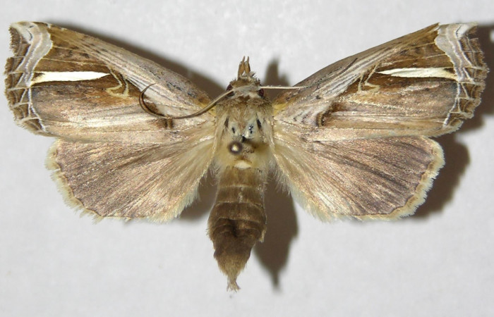 Figura 19. Adulto de <i>Calledema plusia</i> (Notodontidae), hembra vista dorsal, localidad Quebrada Cementerio, Sector San Cristóbal (ACG) (700m). Voucher: 04-SRNP-4876-DHJ310260.jpg.