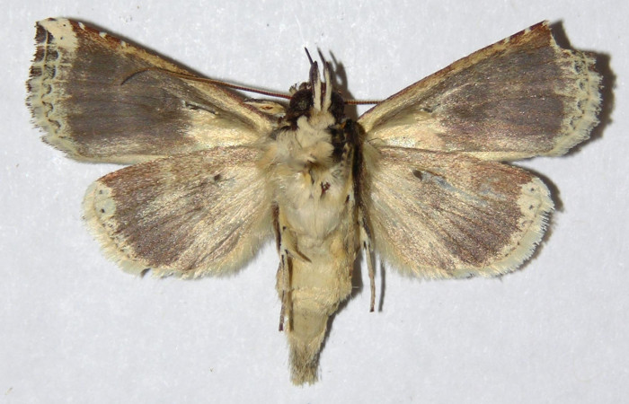 Figura 8. Adulto de <i>Calledema argenta</i> (Notodontidae), macho vista ventral, localidad Sendero Carmona, Sector San Cristóbal (ACG) (670m). Voucher: 05-SRNP-834-DHJ310267.jpg.