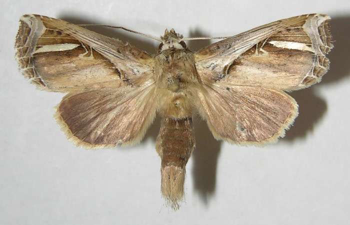 Figura 21. Adulto de <i>Calledema plusia</i> (Notodontidae), macho vista dorsal, localidad Finca San Gabriel, Sector San Cristòbal (ACG) (645m). Voucher: 07-SRNP-3711-DHJ381586.jpg.