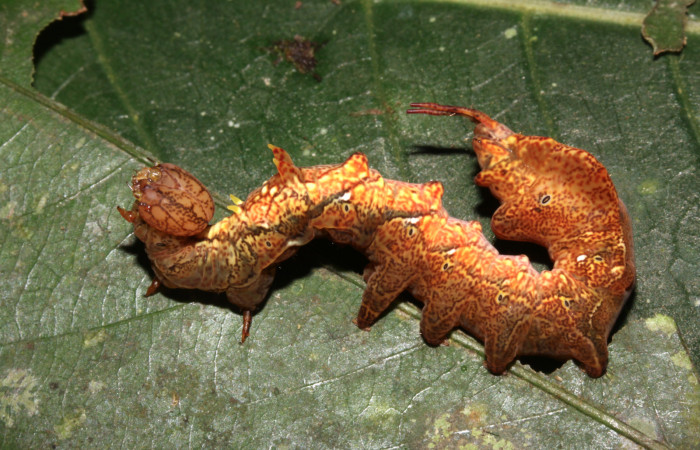 Figura 18. Larva <i>Calledema plusia</i> (Notodontidae), en último estadío (U), vista lateral, localidad Sendero Naciente, Sector Pitilla (ACG) (700m). Voucher: 14-SRNP-30739-DHJ720902.jpg.